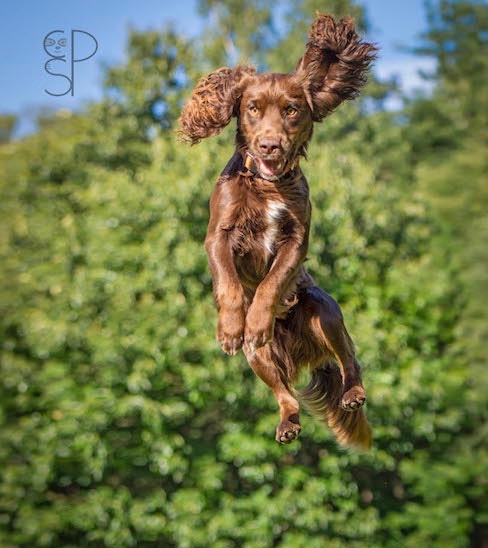 Spaniel Leaping